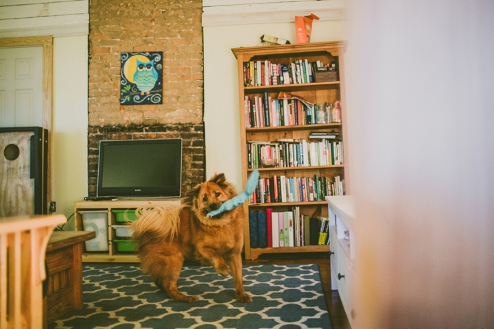 Chow chow dog playing with toy