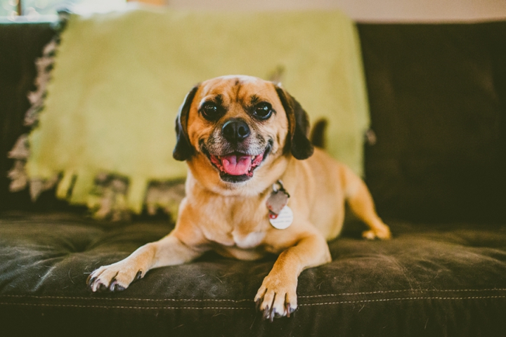 Dog portrait in Durham NC