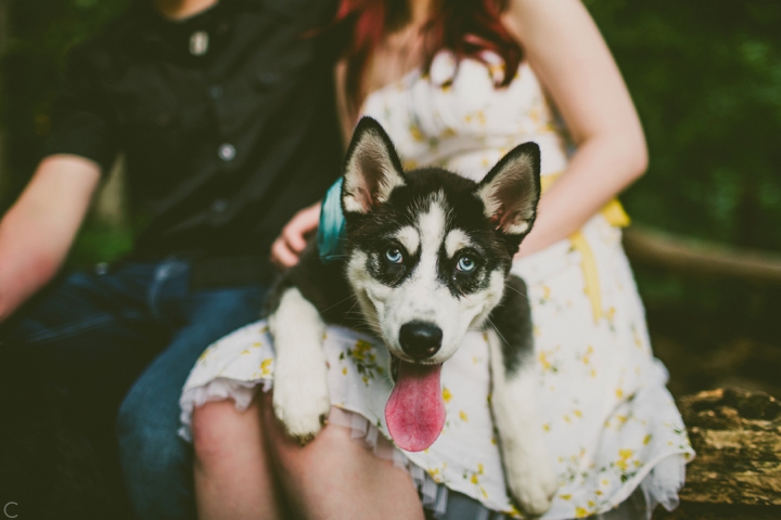 Husky puppy portrait