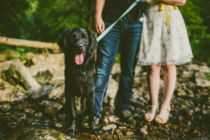 Black lab Golden retriever mix dog portrait