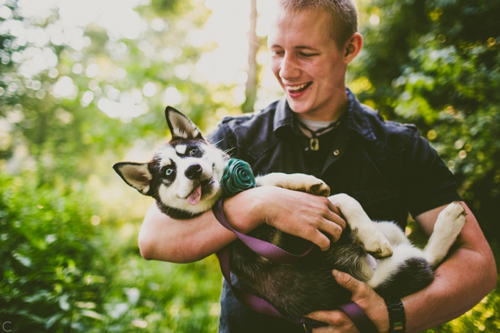 Husky puppy