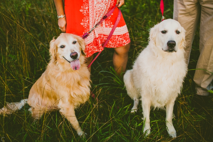Golden and White Retriever Dogs