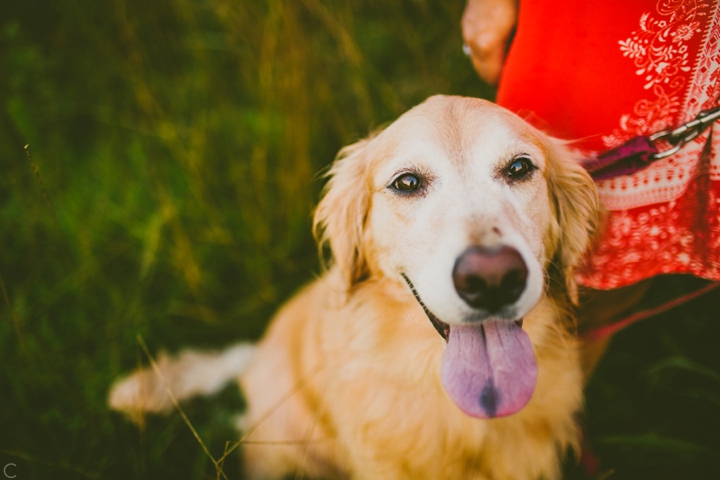 Golden retriever portrait