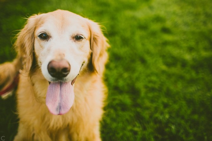 Pet portraits Raleigh NC dog photography