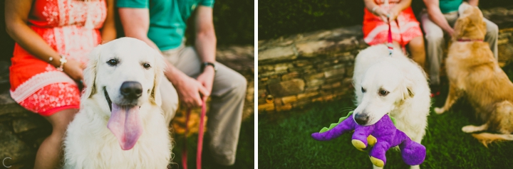 White golden retriever with purple dragon toy