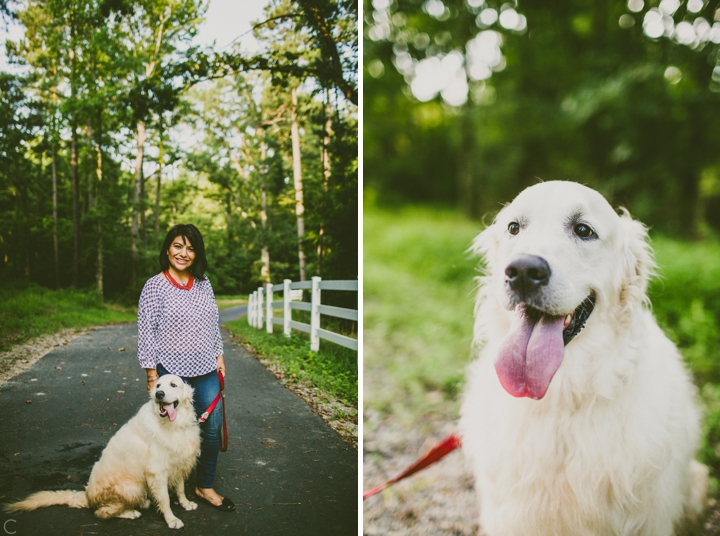 White golden retriever portrait