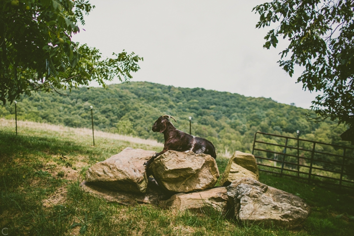 Wedding at Claxton Farms in Asheville NC