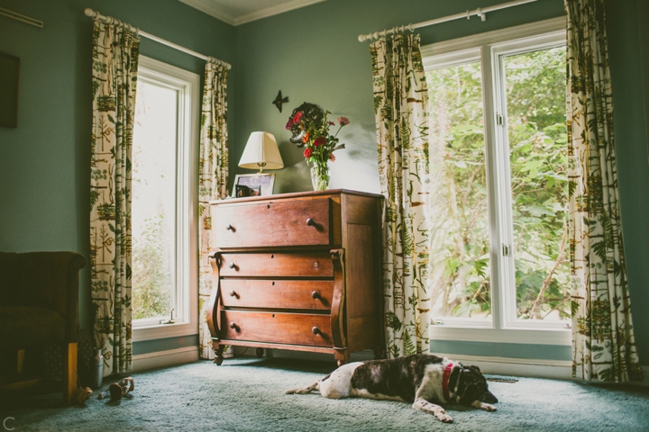 Dog sleeping on floor of room