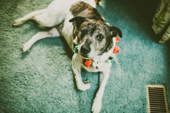 Flower girl dog