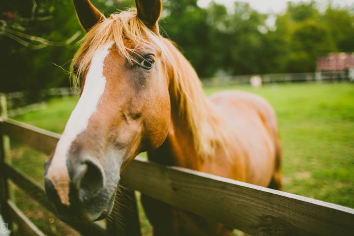 Horse at wedding