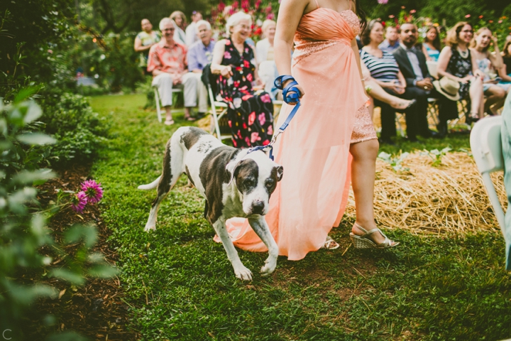 Flower girl dog