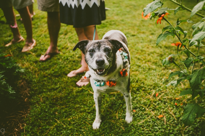 Dog flower girl