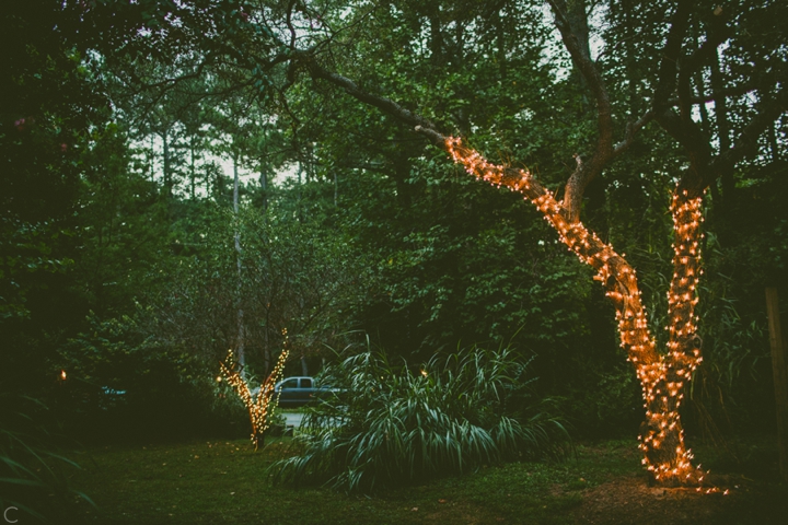 Trees wrapped with lights wedding