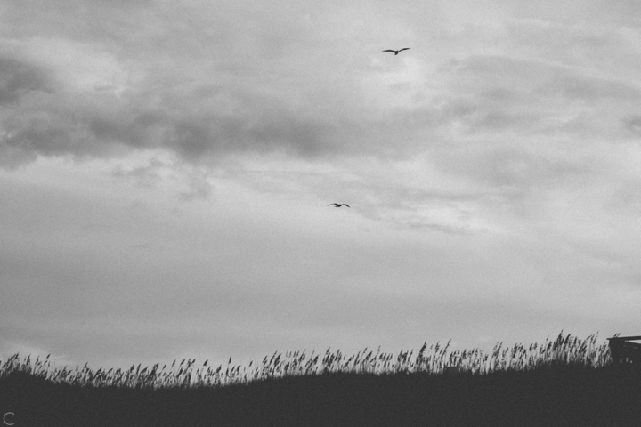 Seagulls on Outer Banks