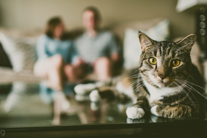 Cat in engagement photos