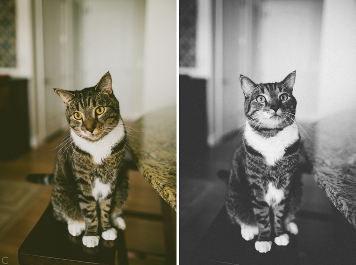 Cat portrait photographer