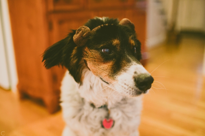 Dog wearing Leia buns