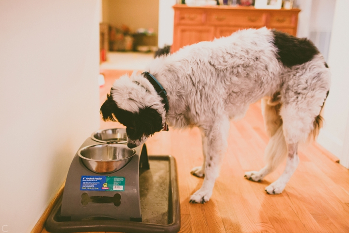 Dog looking at dish