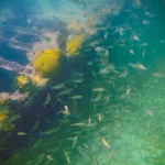 GoPro Hero 4 Photographers in Belize