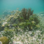 GoPro Hero 4 Photographers in Belize