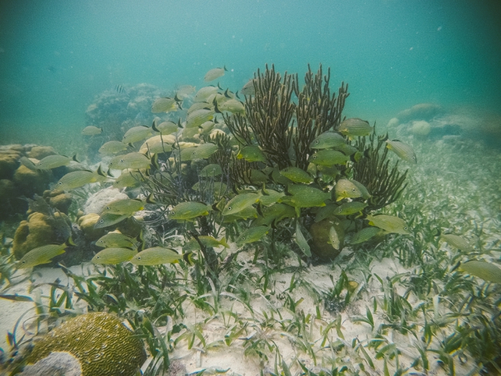 GoPro Hero 4 Photographers in Belize