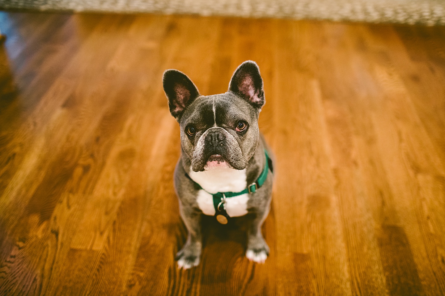 Gray french bulldog portrait