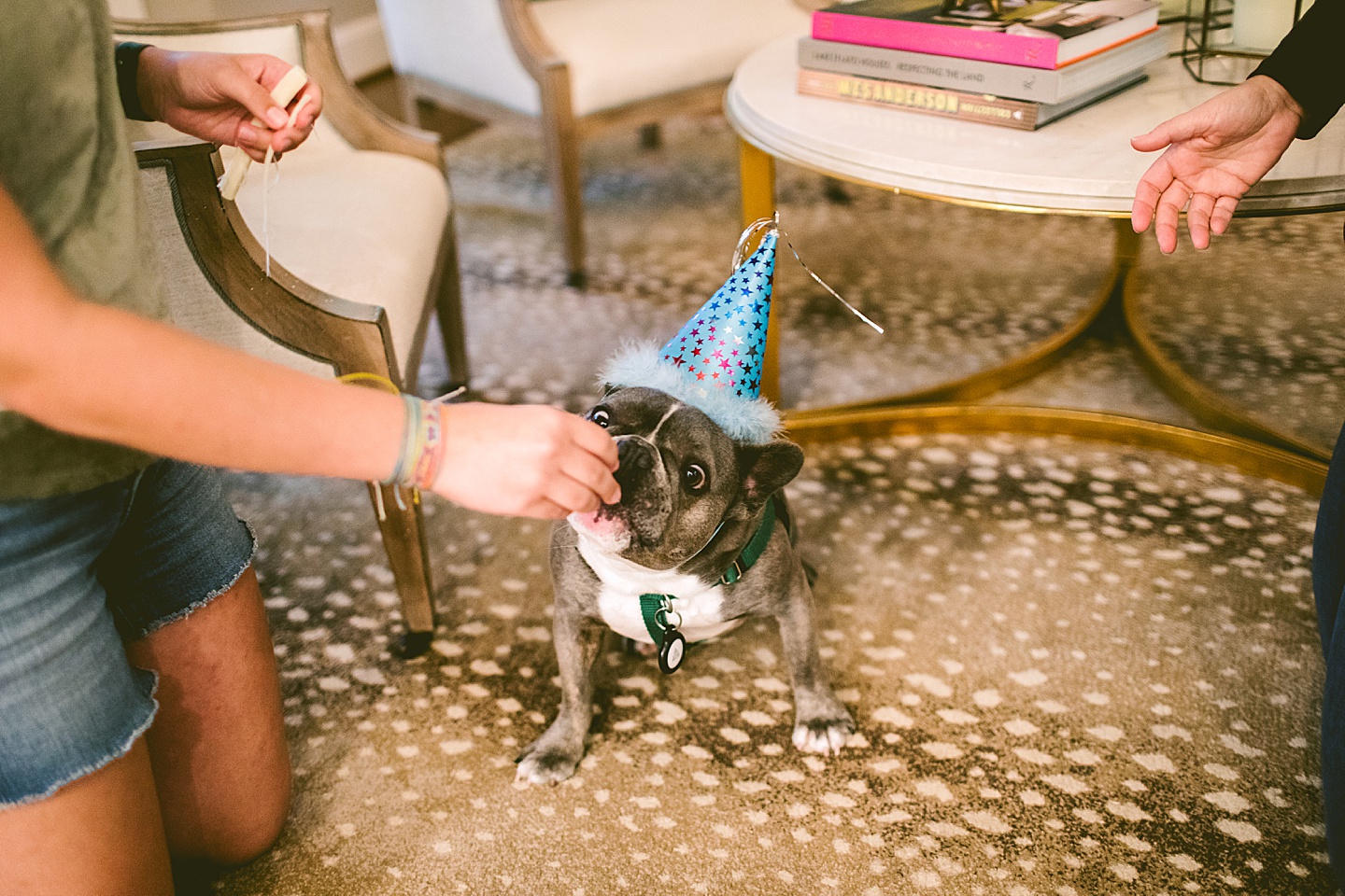 French bulldog wearing birthday hat