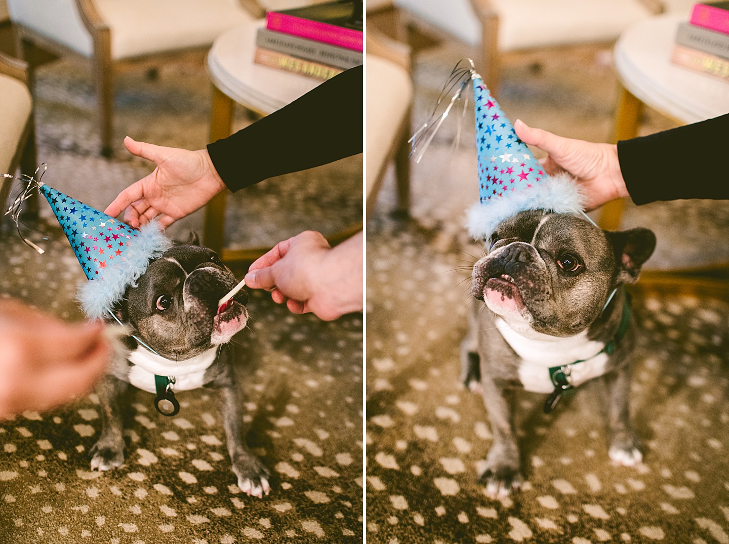 French bulldog wearing birthday hat