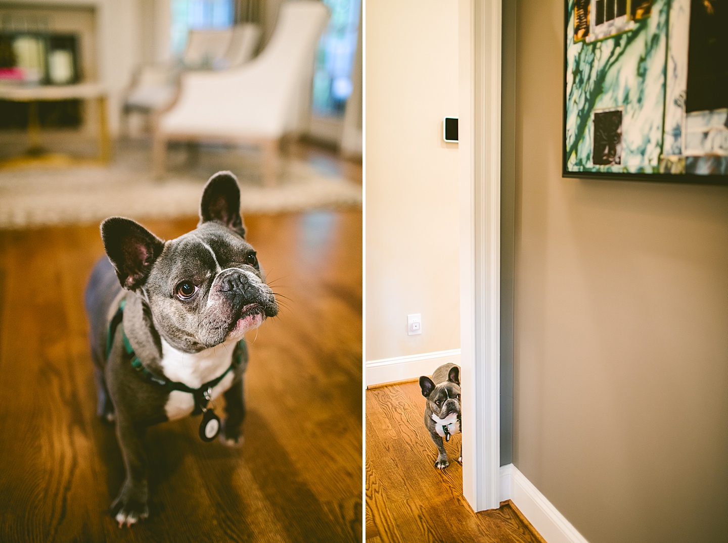 French bulldog standing in hallway