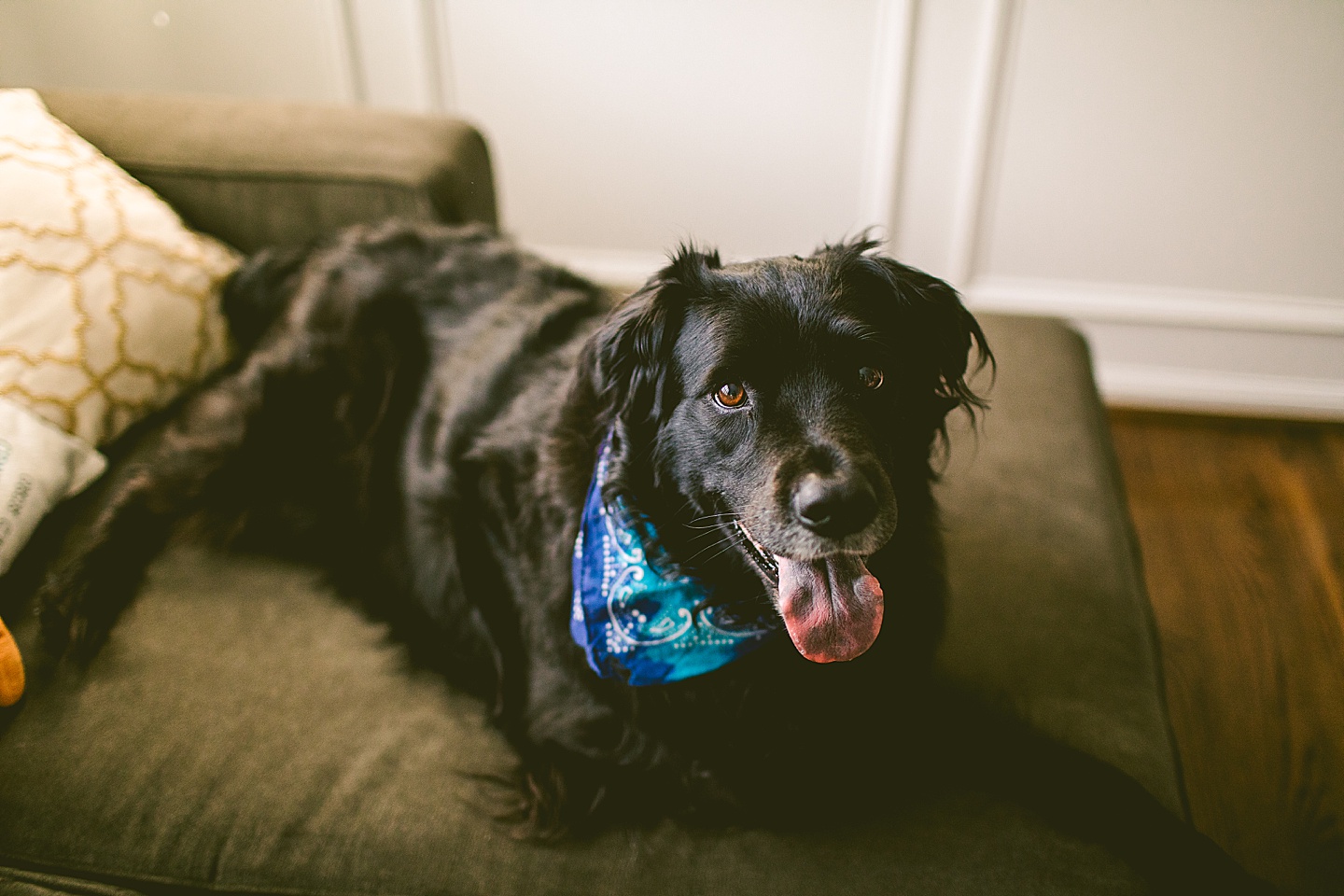 Long haired black labrador dog