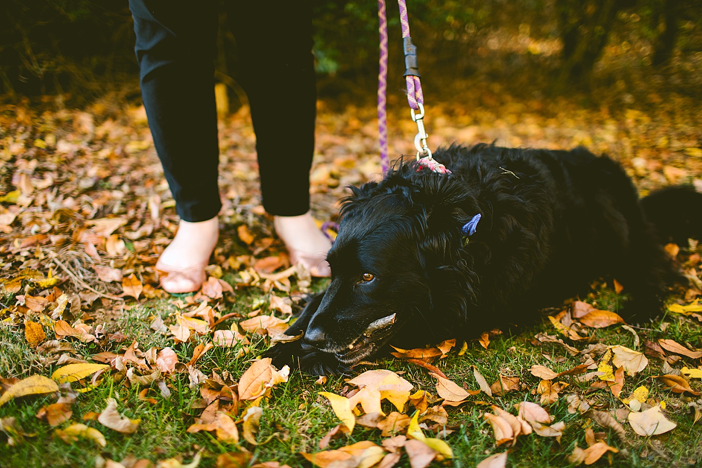 Dog chewing on a stick in the yard