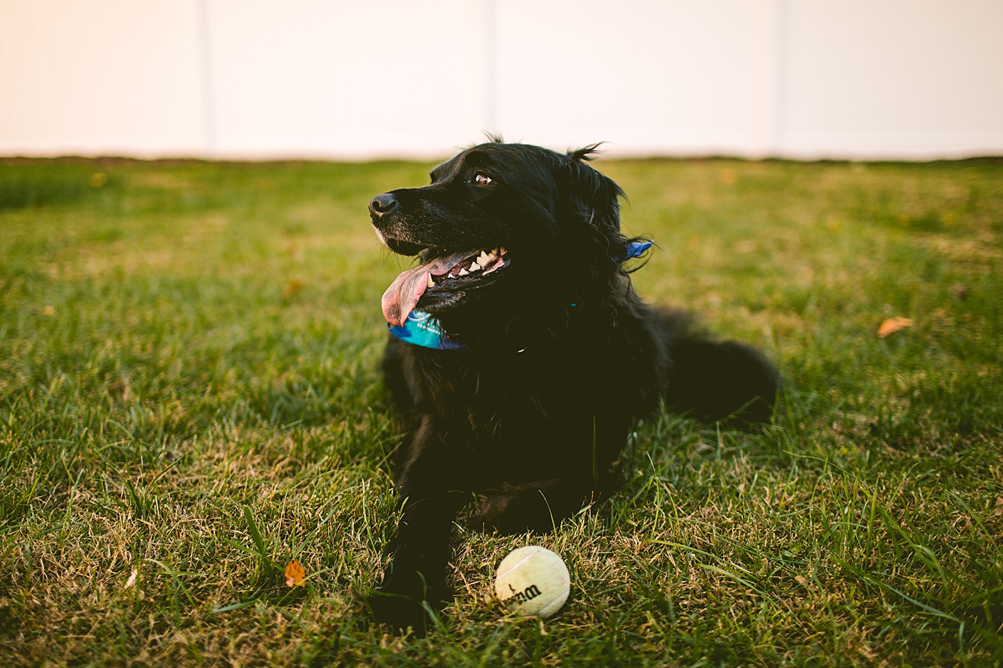 Black long haired dog with tennis ball