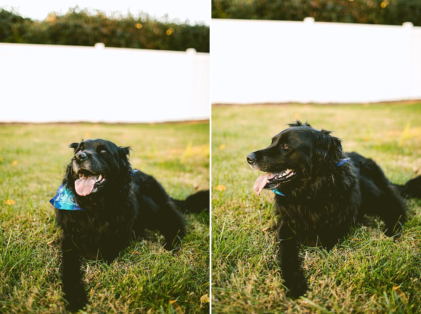 Black long haired dog with tennis ball