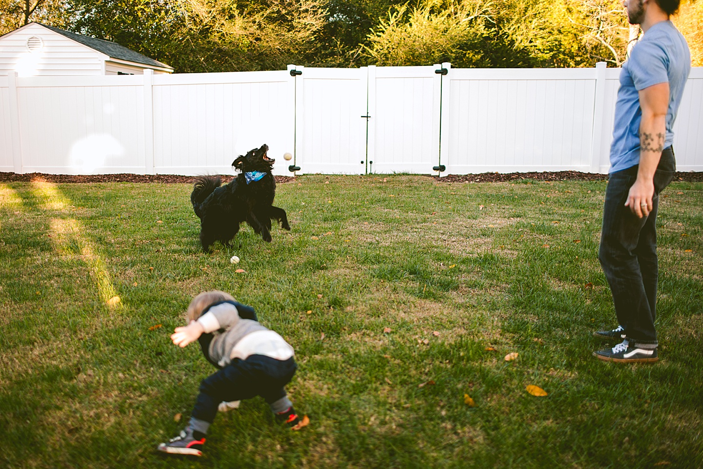 Black long haired dog with tennis ball catches ball