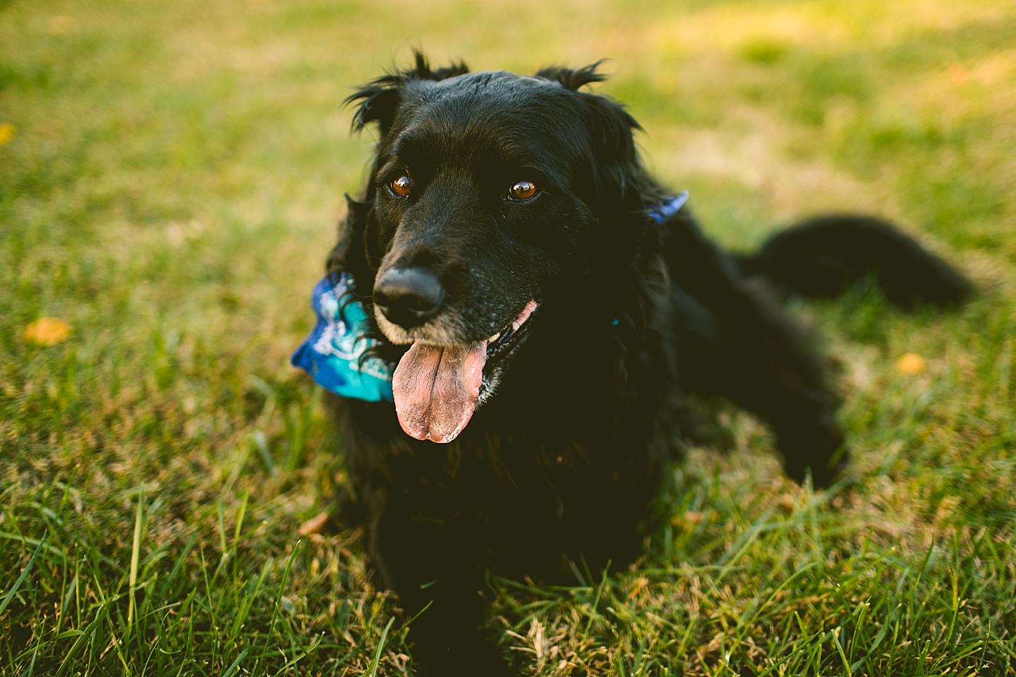 Black long haired dog with tennis ball