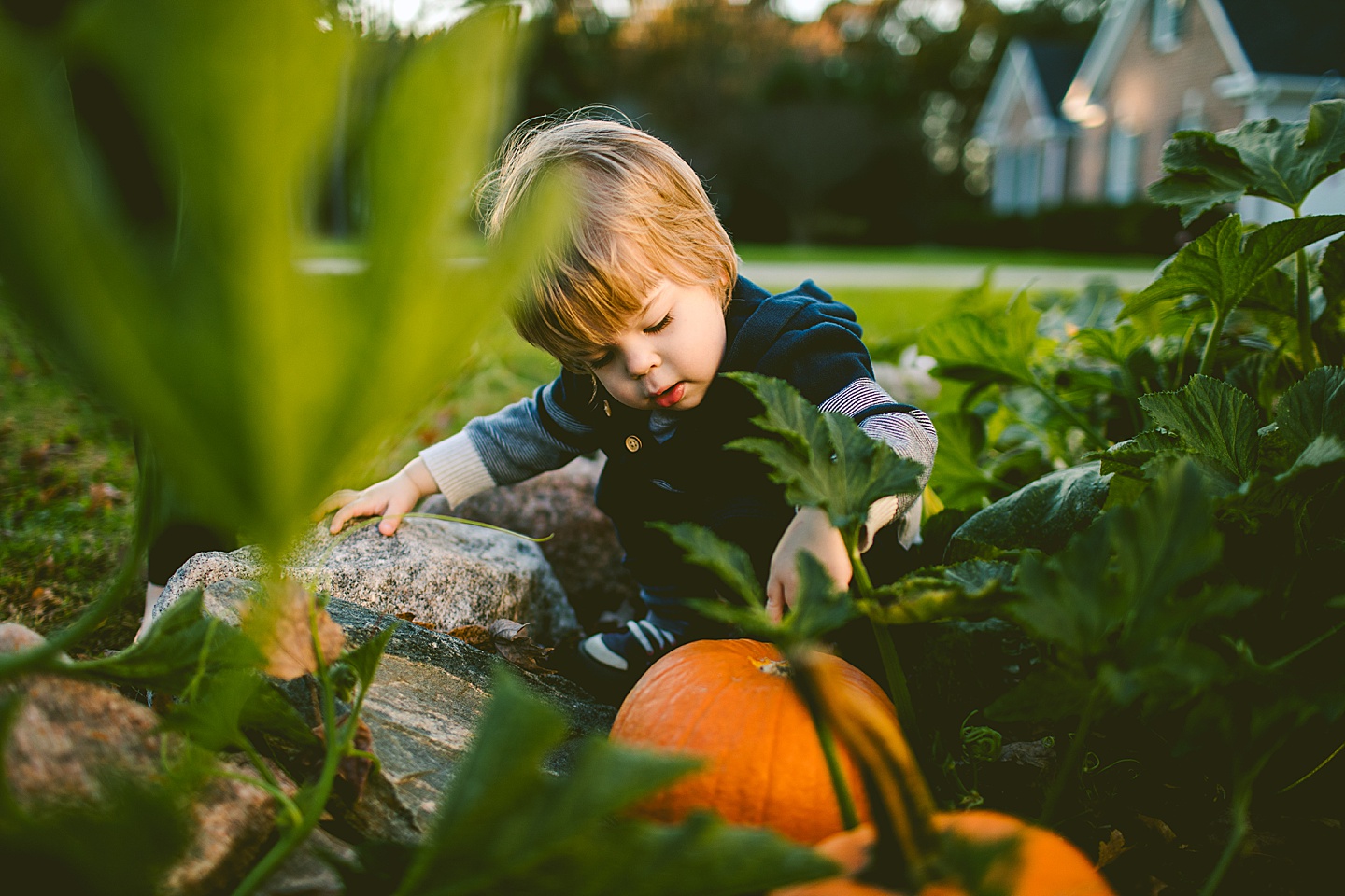 Kid carrying pumpkin at family photos