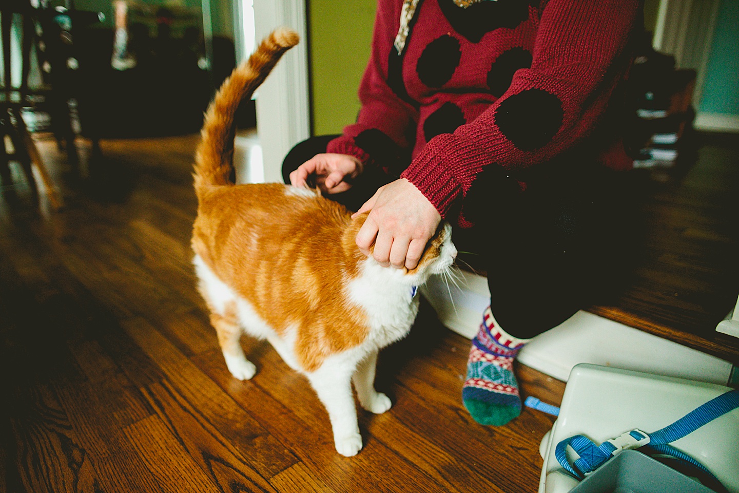 Woman petting orange and white tabby cat