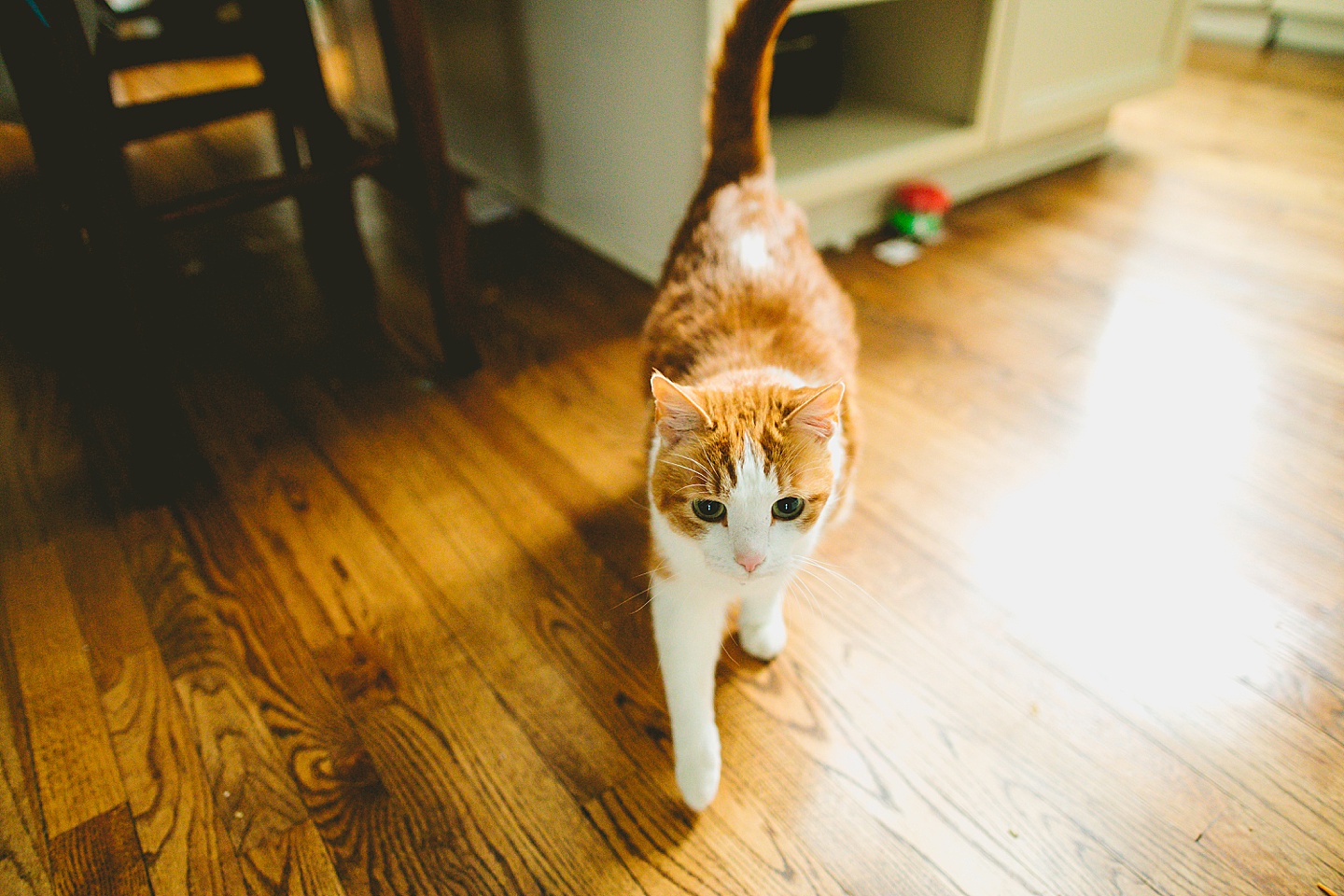 Orange and white tabby cat
