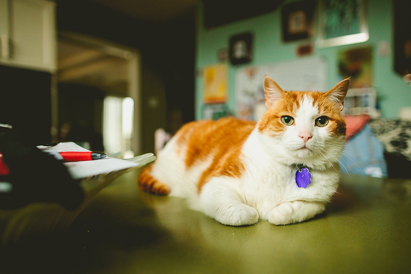 Orange and white tabby cat sitting on kitchen counter