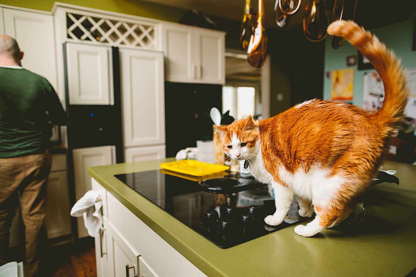 Orange and white tabby cat standing on kitchen counter