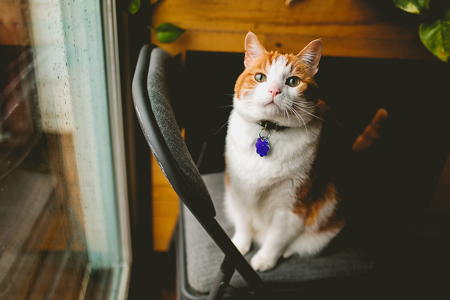 Orange and white tabby cat sitting on chair