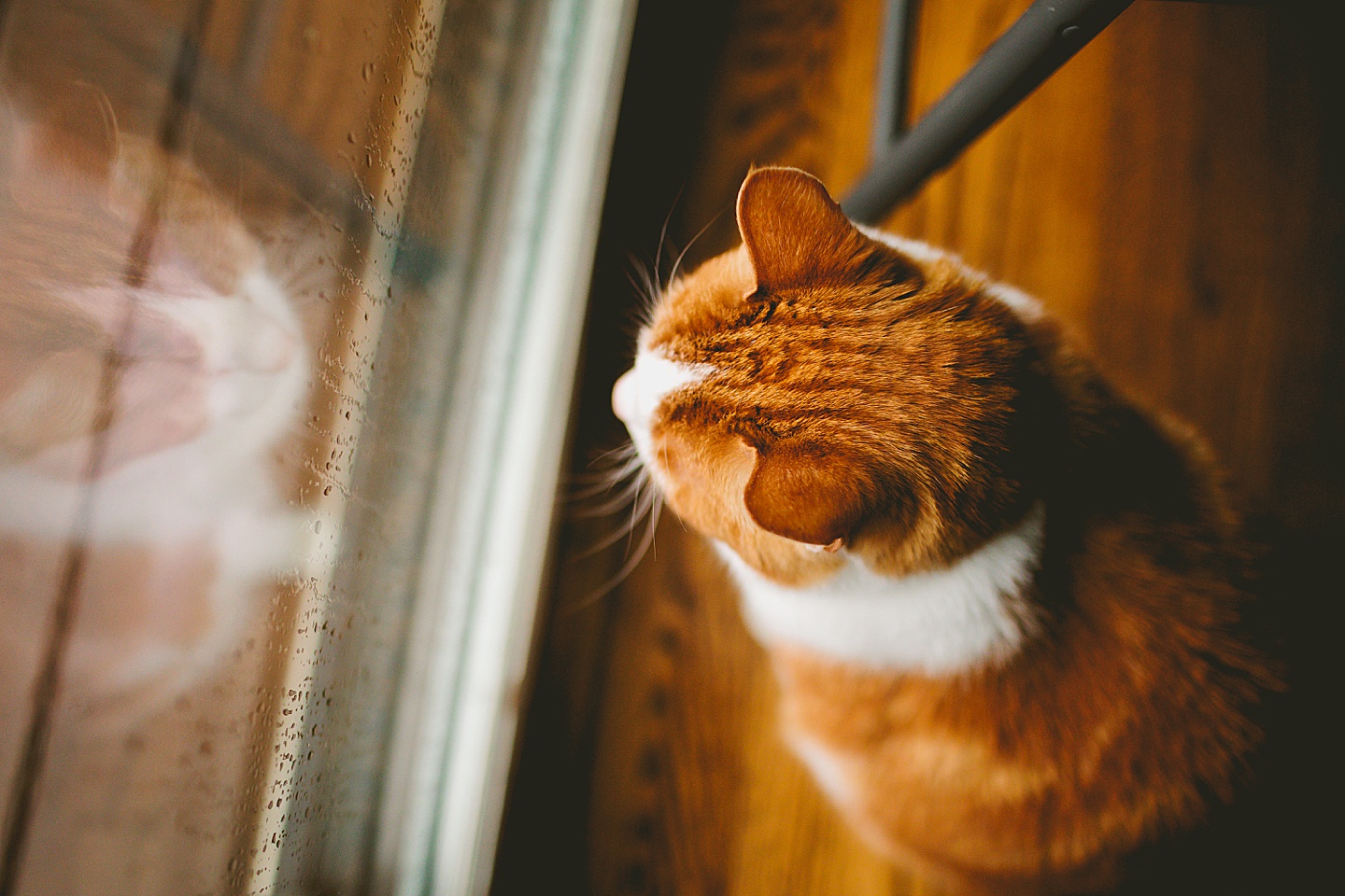 Orange and white tabby cat