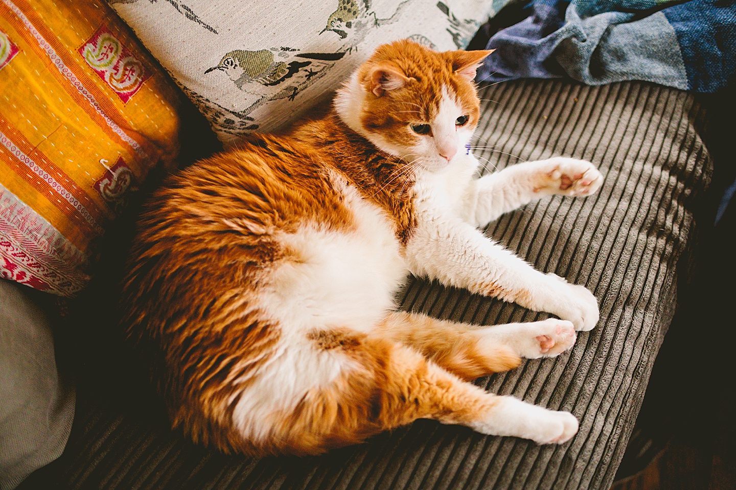 Orange and white tabby cat