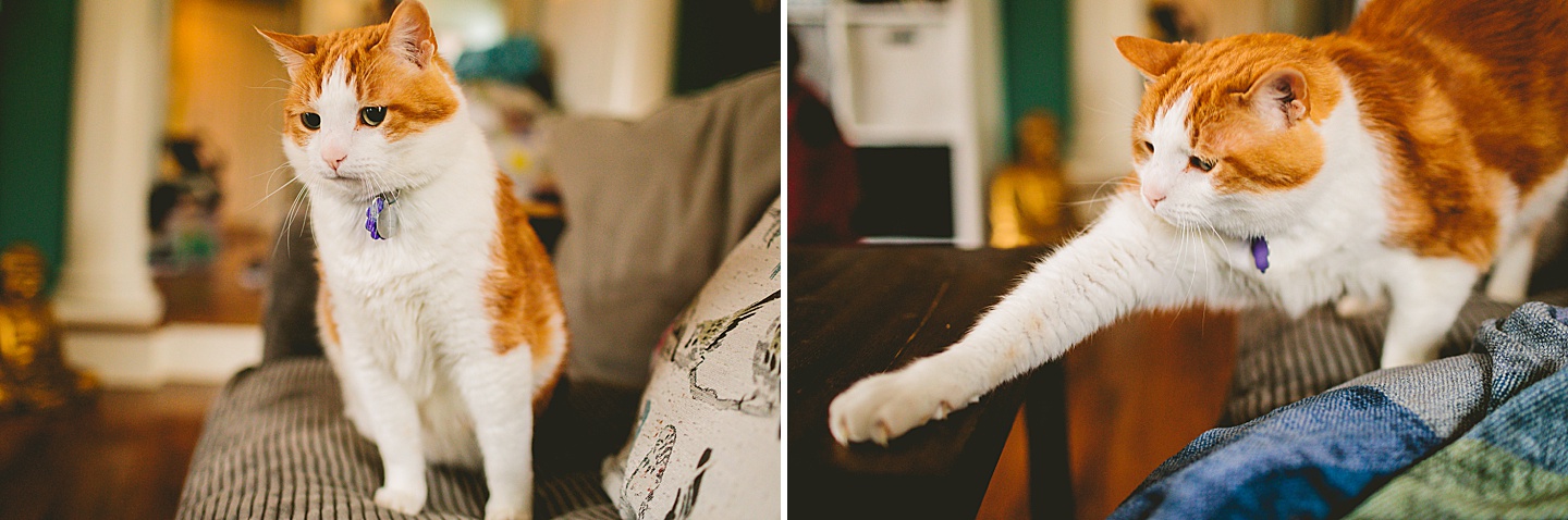 Orange and white tabby cat