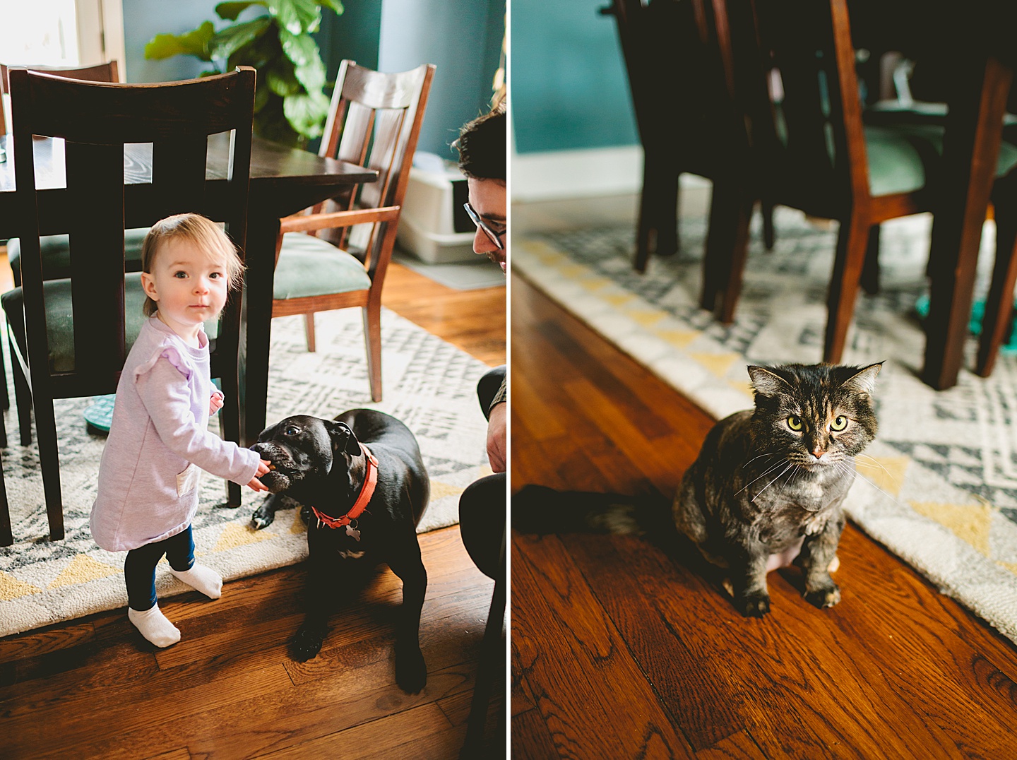 toddler feeding a dog treats and cat with lion haircut