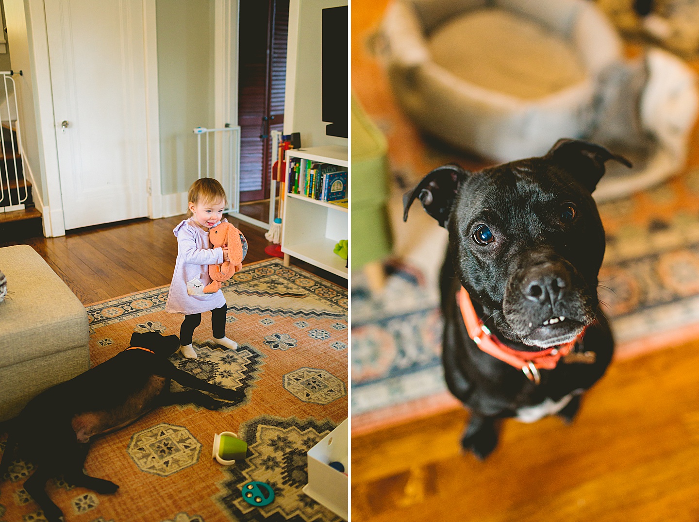 girl carrying around bunny doll and black dog