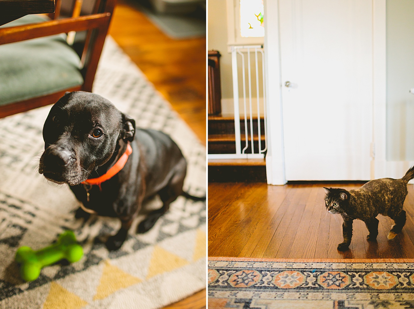 black dog and tortie cat with lion cut