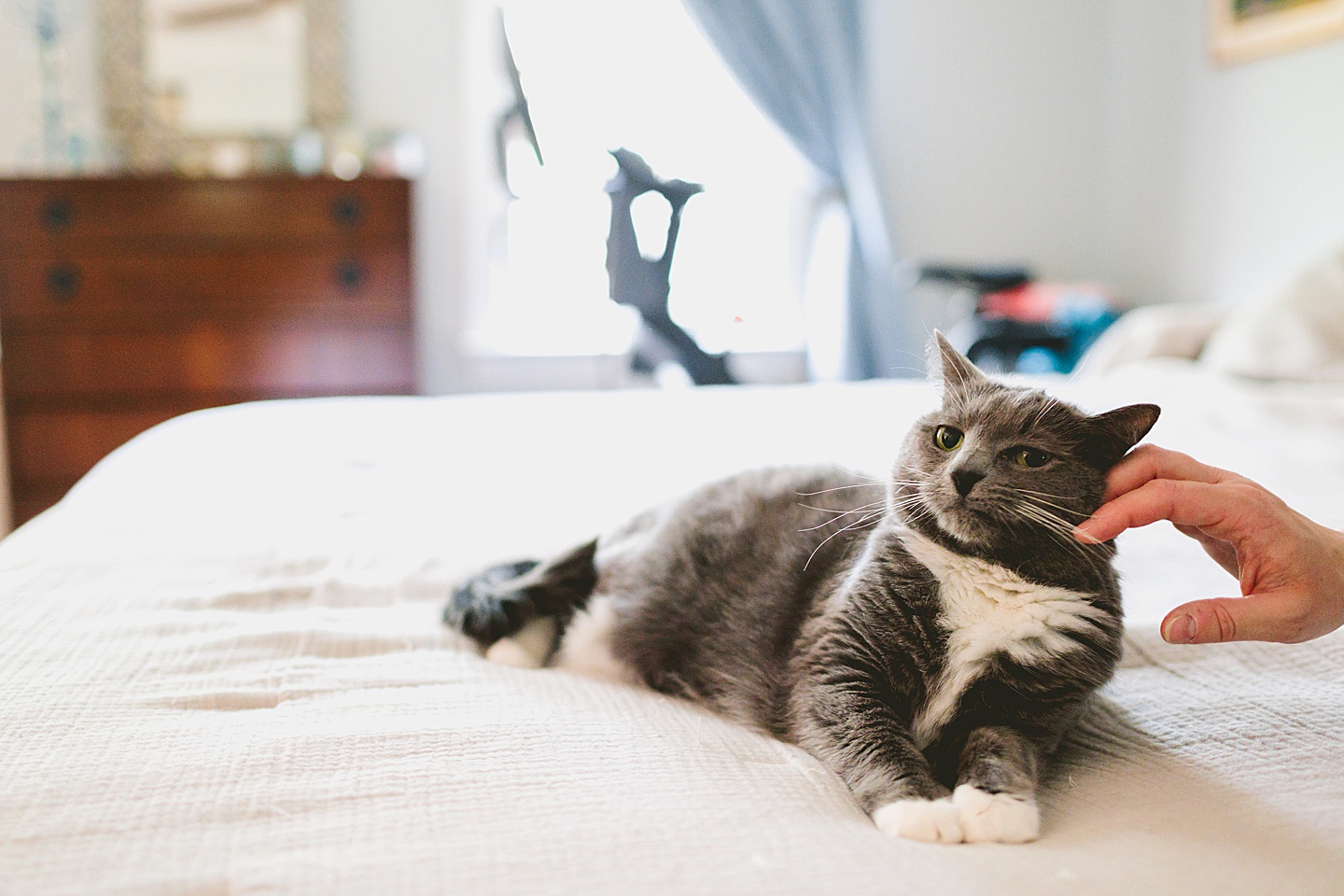 Gray and white cat