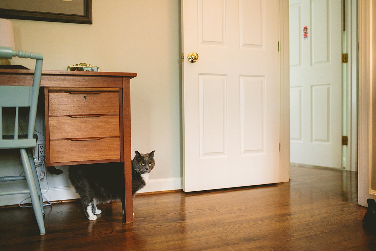 Gray and white cat