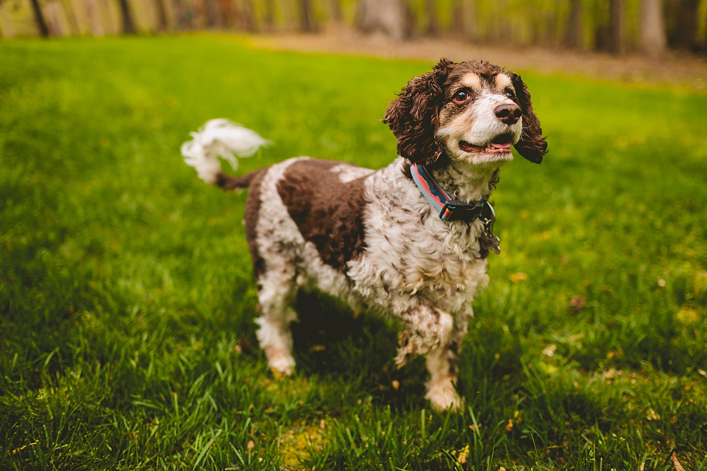 Raleigh pet portrait photographer